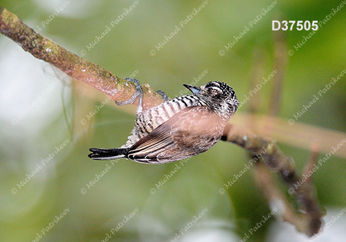 White-barred Piculet (Picumnus cirratus)